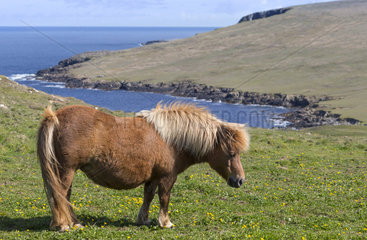 Shetland poney (Equs caballus) Poney standing in a meadow near the sea  Shetland  Spring