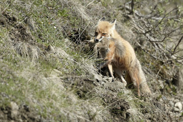Red fox bringing its prey to burrow - Denali Alaska