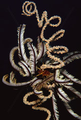 Variable Bushy Feather Star Spiral Wire Coral - Bohol