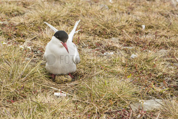 Arctic Tern (Sterna paradisaea) at nest  Jokulsarlon  Iceland