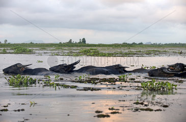 Water buffaloes (Bubalus bubalis) in water  Thale Noi  Patthalung  Thailand