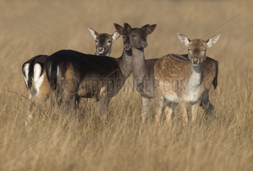 Fallow deer (Dama dama) group of doe standing in a meadow at sunrise  England  Autumn