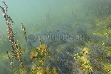 Underwater landscape and lake environment  European frog (Rana temporaria) eggs  Lake Jura  France
