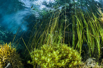 Eurasian minnow (Phoxinus phoxinus) and aquatic vegetation  Bueges spring  Occitania  France