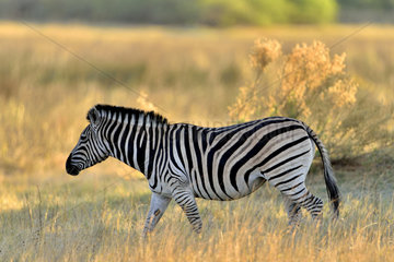 Burchell's zebra walking in the savannah - Moremi Botswana