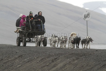 Dogs attellage sled - Spitsbergen