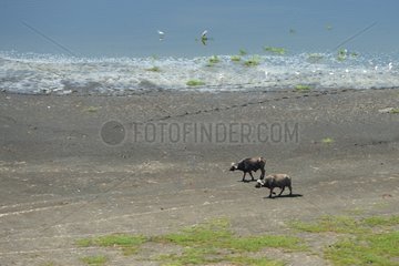 African buffalo walking on the shore of Lake Nakuru Kenya