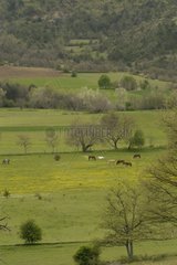 Pferde auf einer Wiese im Frühling Frankreich