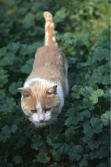 Cat walking through the foliage France