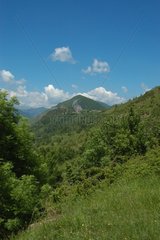 Wiese und Wald in den Pyrenäen in Ariège