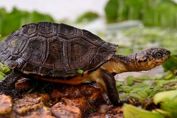 Young West African black turtle profile shot
