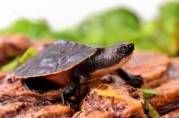 Young New Guinea Snapping Turtle three-quarter shot