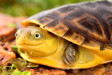 Portrait of young Gabon Mud Turtle