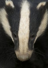 Close-up of the head of a Badger in summer GB