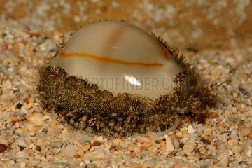 Gold Ring Cowrie on sand - New Caledonia