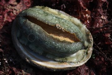 Abalone on Red Algae - Brittany France