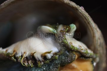 Portrait of Abalone - Brittany France