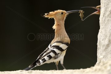Hoopoe male offering an offering - Hungary