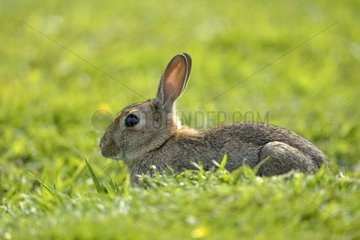 Rabbit in the grass - Lunga Inner Hebrides UK