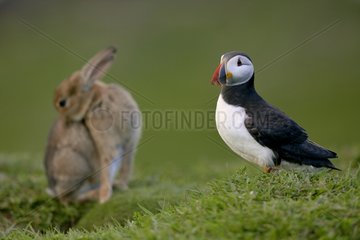 Atlantic Puffin and European Rabbit - Inner Hebrides