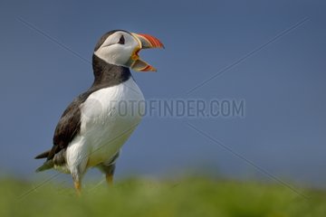 Atlantic Puffin open beak - Lunga Inner Hebrides UK