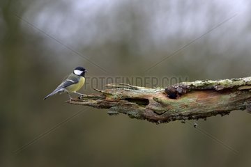 Great Tit on a branch - Lorraine France