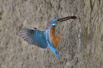 Kingfisher male in flight arriving at the nest - Lorraine France