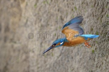 Kingfisher male in flight living the nest - Lorraine France