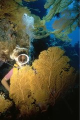 Plongeuse observant une Gorgone Flinders reef