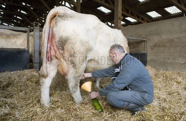 Landwirt  die Milch auf eine Kuh nimmt  die gerade kalidiert ist