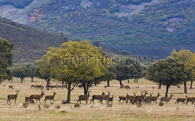 Red deer in the trees - Spain