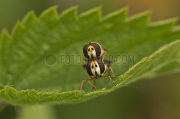 Hoverfly mating on a leaf - Denmark