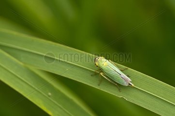 Green Leafhopper on a leaf - Denmark
