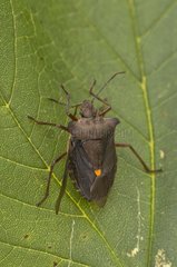Forest Bug on a leaf - Denmark