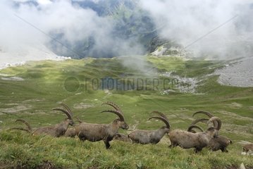 Ibex herd above the Col de la Colombiere