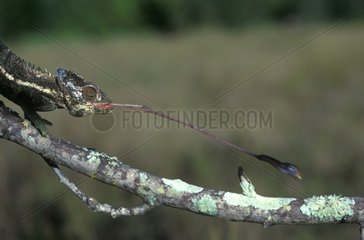 Caméléon verruqueux attrapant un insecte Madagascar