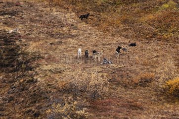 Gray wolfs in the tundra in autumn NP Denali Alaska