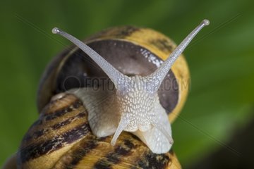 Gros-gris snail Lausanne Switzerland