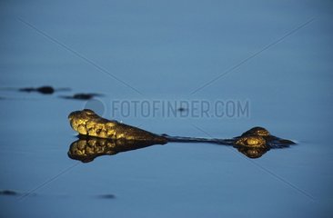 Crocodile d'eau douce sortant la tête de l'eau Australie