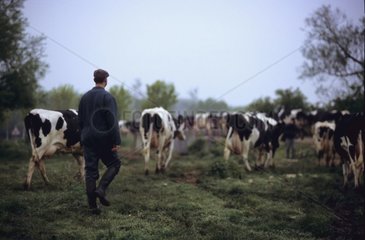 Stockbreeder and his herd of cows in a field France