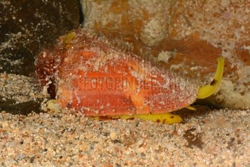 Vituliconus swainsoni on sand - New Caledonia