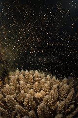 Coral spawning at night