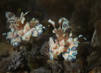 Harlequin shrimps on reef - Lembeh straight Indonesia