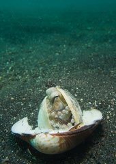 Coconut octopus in shell - Lembeh straight Indonesia