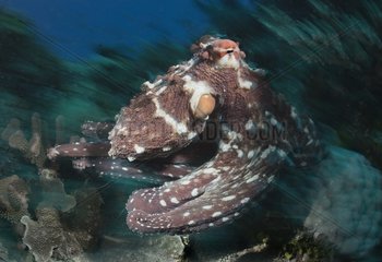Big Blue Octopus on reef