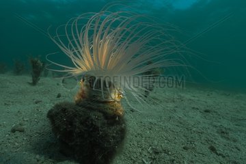 Shrimp on tube anemone