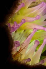 Red-striped cleaner Shrimp and Anemone - New Caledonia