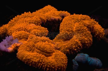 Flourescent coral - New Caledonia