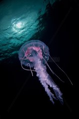 Pelagic jellyfish - New Zealand