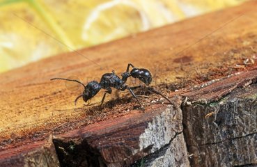 Dinoponera gigantea ant